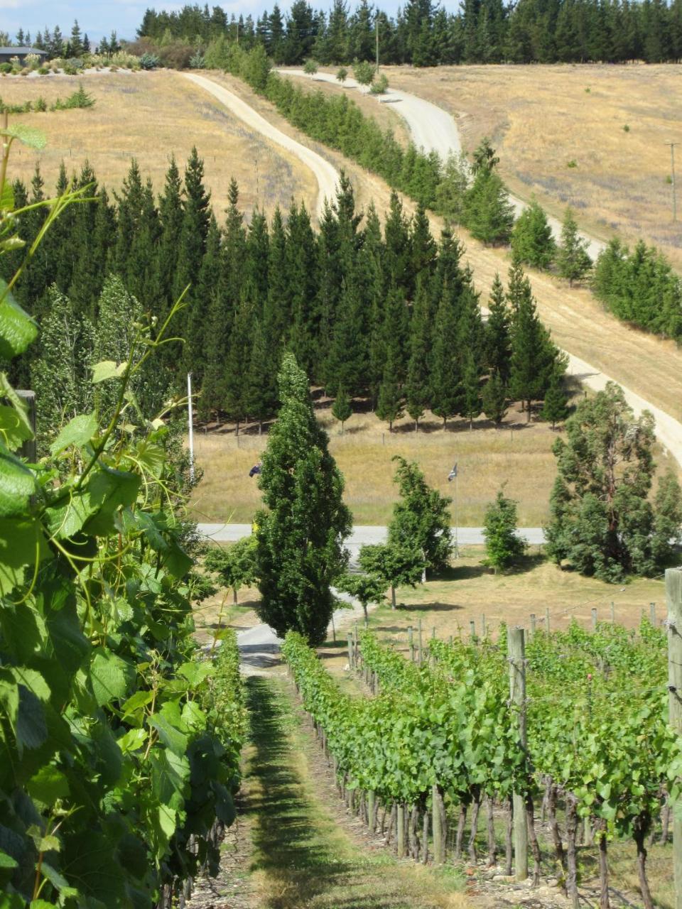 Hawkdun Rise Vineyard & Accommodation Alexandra Exterior foto